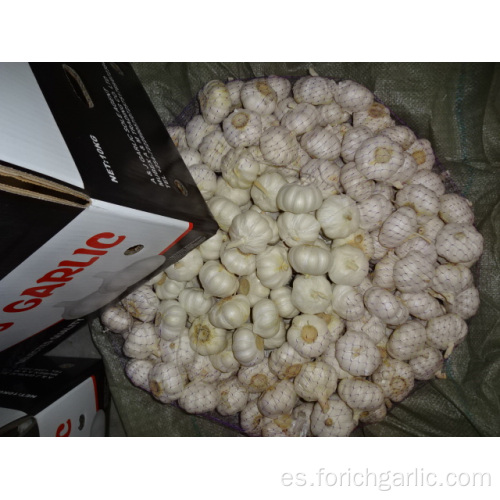 Nuevo Crop 2019 Fresh Pure White Garlic